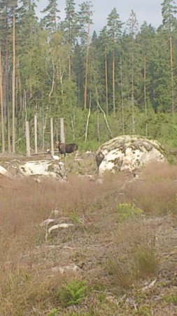 Älg på hundpromenaden